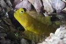 Crytocentrus cinctus