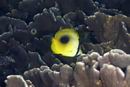 Chaetodon speculum