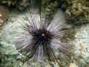 Diadema setosum