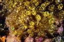 Goniopora lobata