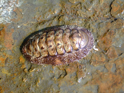 Acanthopleura japonica