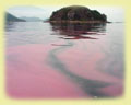Red tides in Hong Kong waters 1