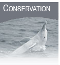 CONSERVATION