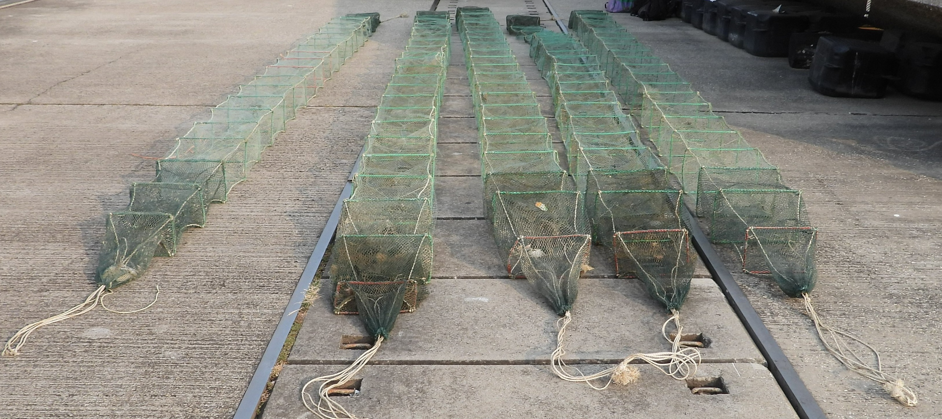 Five persons using snake cages for fishing sentenced (2)
