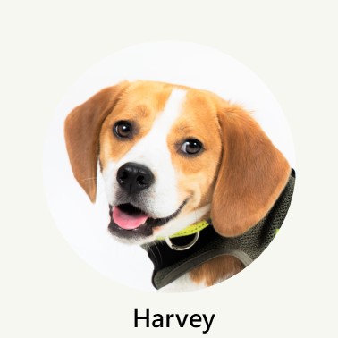 Harvey Profile