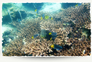 Staghorn coral, Chinese damselfish and Butterflyfish