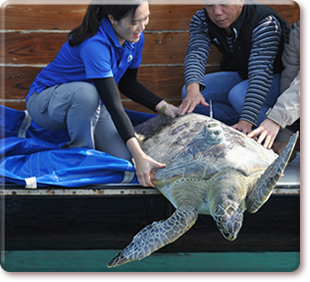 Release of sea turtle