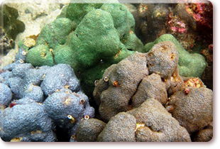 Small knob corals