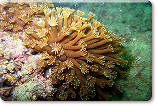  大穴孔珊瑚