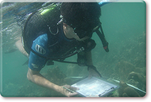 Underwater ecological survey