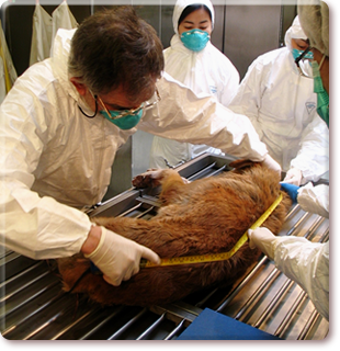 動物屍體檢驗
