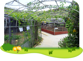 HKFYG Organic Farm