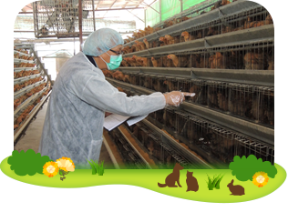 Inspection of chicken farm