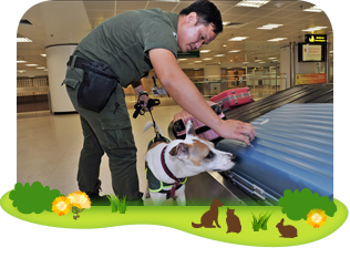 Quarantine Detector Dog carried out duty at control point