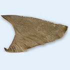  姥 鯊 魚 翅 