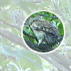 Collared Scops Owl