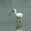 Black-faced Spoonbill
