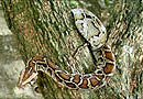  緬 甸 蟒 蛇 