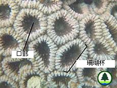  珊 瑚 的 結 構 