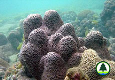  扁 腦 珊 瑚 