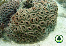  蜂 巢 珊 瑚 