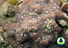  秘 密 角 蜂 巢 珊 瑚 