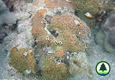  刺 星 珊 瑚 