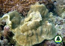  澄 黃 濱 珊 瑚 