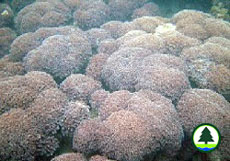  一 片 廣 大 的 柱 角 孔 珊 瑚 床 