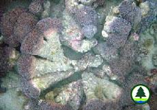  角 孔 珊 瑚 的 柱 形 生 長 狀 