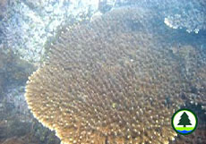  鹿 角 珊 瑚 