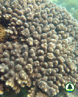  鹿 角 珊 瑚 的 手 指 狀 分 枝 