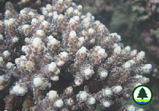  霜 鹿 角 珊 瑚 的 細 長 分 枝 