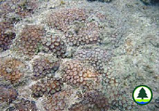  黑 菊 珊 瑚 
