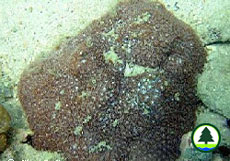  白 斑 小 星 珊 瑚 