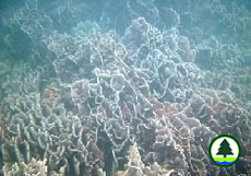  十 字 牡 丹 珊 瑚 