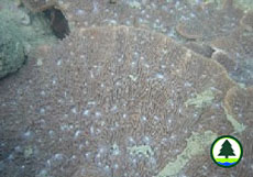  石 葉 珊 瑚 