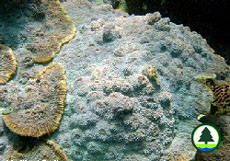  粗 糙 刺 葉 珊 瑚 