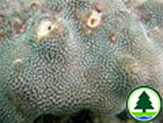  濱 珊 瑚 屬 