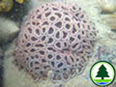  蜂 巢 珊 瑚 屬 