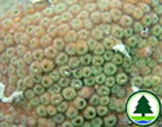  刺 星 珊 瑚 屬 