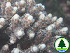 鹿 角 珊 瑚 屬 
