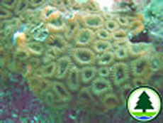  蜂 巢 珊 瑚 屬 