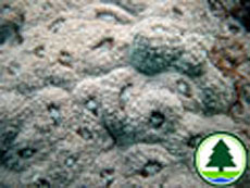  棘 手 珊 瑚 屬 