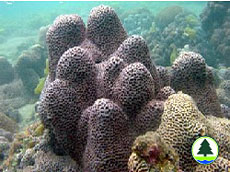  扁 腦 珊 瑚 
