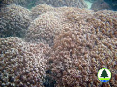  柱 角 孔 珊 瑚 床 