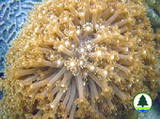  珊 瑚 蟲 的 口 盤 闊 大 而 扁 平 