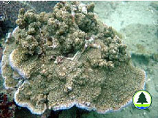  薔 薇 珊 瑚 屬 的 珊 瑚 