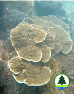  薔 薇 珊 瑚 屬 的 珊 瑚 