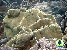  十 字 牡 丹 珊 瑚 